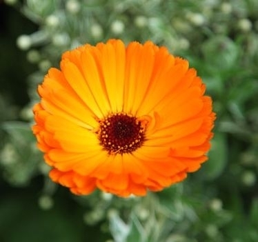 Marigold blossoms (Calendulae flos) 10g BIO