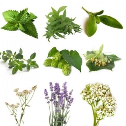 BIO Herb Pack IV (5 Herbs)