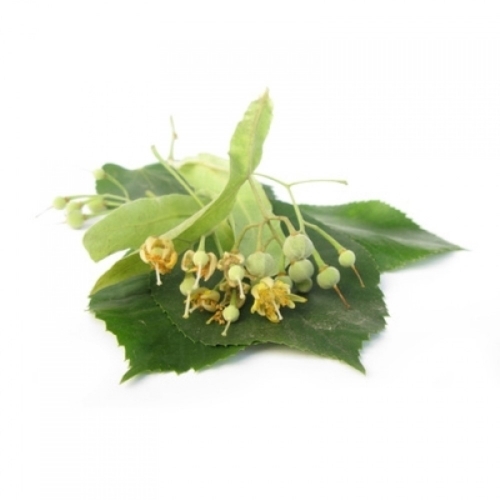Lime Blossoms (Tilia cordata MILL.) BIO