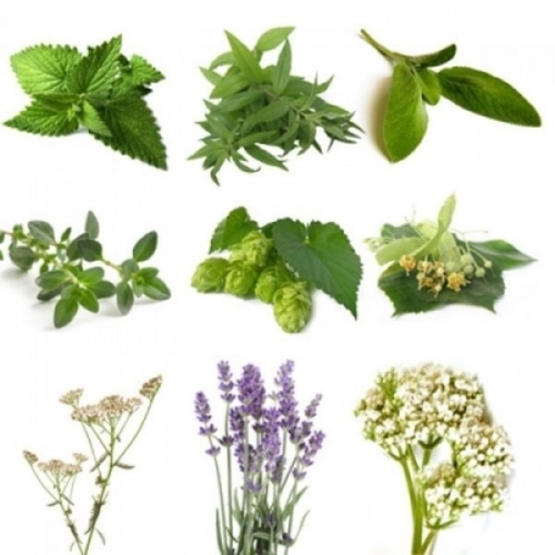 BIO Herb Pack II (10 Herbs)