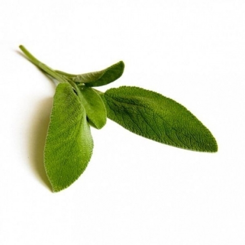 Sage (Salvia officinalis L.) BIO