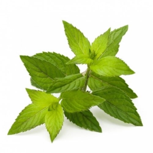 Peppermint Leaves (Mentha piperita L.) BIO