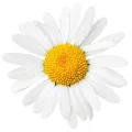 Chamomile Blossoms BIO (Matricaria chamomilla L.)