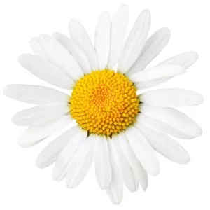 Chamomile Blossoms BIO (Matricaria chamomilla L.)