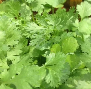 Coriander Leaves (Coriandrum sativum) BIO 10g