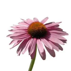 Coneflower (Echinacea purpurea L.) BIO
