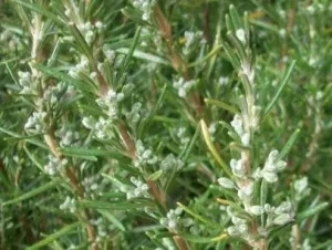 Rosmary(Rosmarinus officinalis) 10g BIO