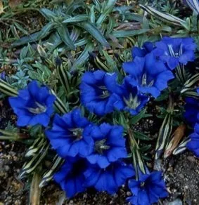 Gentian Root (Gentiana) BIO