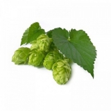 Hop Blossom (Humulus lupulus L.) BIO