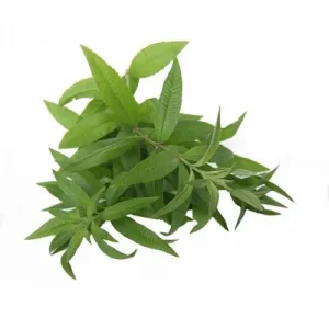 Verbena (Verbena officinalis L.) BIO