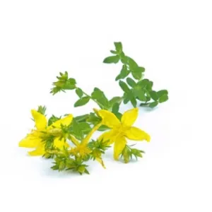 St. John's Wort (Hyperici herba) BIO