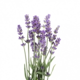 Lavender (Lavandula officinalis, Lavandula angustifolia MILL.) BIO