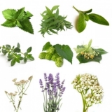 BIO Herb Pack III (5 Herbs)