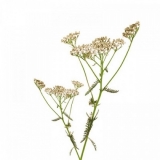 Yarrow (Achillea millefolium) BIO