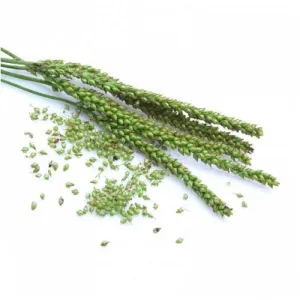 Ribwort (Plantago lanceolata L.) BIO