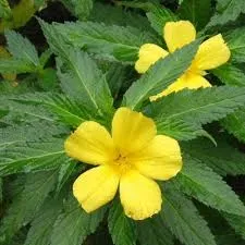 Damiana Leaves (Tunera diffusa)