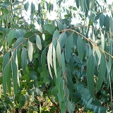 Eucalyptus Leaves 10g BIO